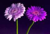 2 gerberas against a purple background